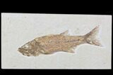 Excellent, Mioplosus Fossil Fish - Wyoming #89640-1